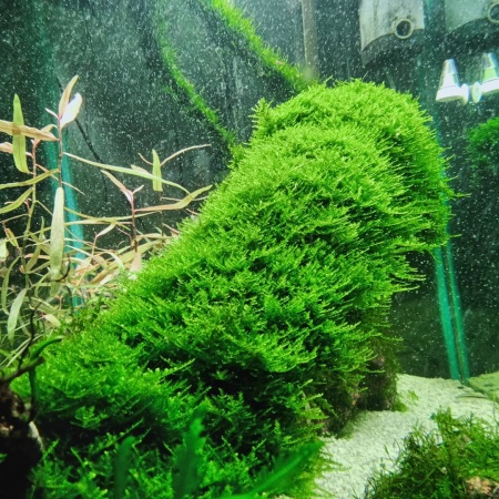 Мох рождественский - крисмас (Christmas Moss, Vesicularia montagnei)