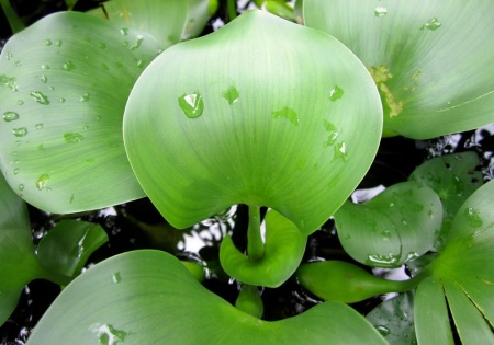 Водный гиацинт или Эйхорния красивейшая  (Eihornia-crassipes)
