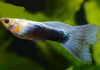 Гуппи синий Туркис (Guppy blue turquoise)