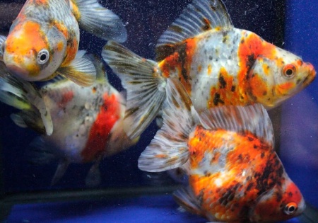 Риукин ситцевый короткохвостый (Goldfish Ryukin short tail calico)