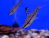 Хилодус Пятнистый  (Chilodus punctatus)  3,5-4 см