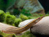 Макрогнатус Чернолинейный  (Macrognathus aral)  7-8 см
