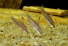 Хилодус Пятнистый  (Chilodus punctatus)  3,5-4 см