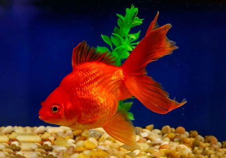 Риукин красный с широким хвостом (Goldfish Ry1ail)
