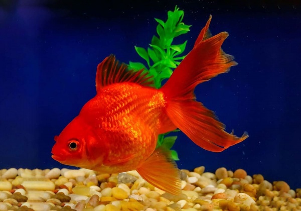 Риукин красный с широким хвостом (Goldfish Ry1ail)