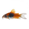 Коридорас Венесуэла орандж сом (Corydoras venezuelanus)