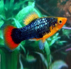 Пецилия черная (Xiphophorus variatus Black Platy)