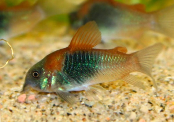 Коридорас Венесуэла орандж сом (Corydoras venezuelanus)