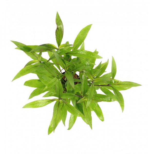 Гигрофила "Лимонник"  (Hygrophila corymbosa)