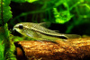 Коридорас пигмей (Corydoras pygmaeus) сом