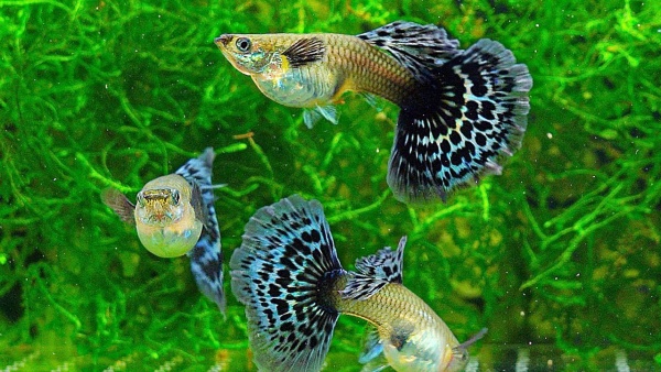 Гуппи халфмун дамбо (Guppy Half Moon dambo) самка