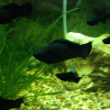 Моллинезия Велифера  Черная Нигра парусная (Poecilia velifera)