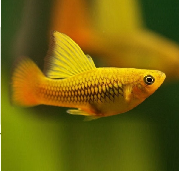 Пецилия золотая высокоплавничная (Xiphophorus variatus gold hifin Platy)