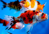 Золотая рыбка Шубункин красное тело (Goldfish Shubunkin red brocade)