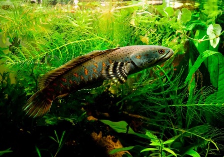 Змееголов Пульхера (Channa pulchra)