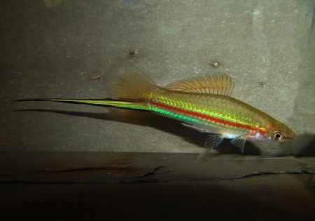 Меченосец Геллера зеленый (Xiphophorus helleri Green)