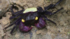 Краб Вампир Желтая спина САМКА  (Geosesarma bicolor sp. Yellow  female)