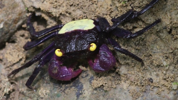 Краб Вампир Желтая спина САМКА  (Geosesarma bicolor sp. Yellow  female)
