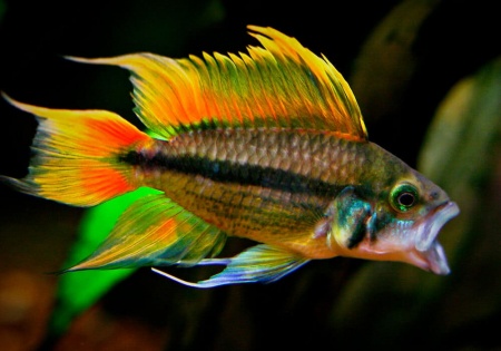 Цихлида Апистограмма Какаду (apistogramma-cacatuoides)