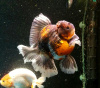 Оранда ситцевая  (Goldfish Oranda calico)