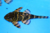 Номерной сом L002 / L074 (Peckoltia vermiculata/TIGER) 3,5 см