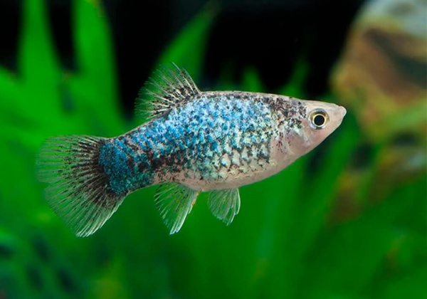 Пецилия голубая ситцевая (Xiphophorus maculatus Blue Calico Platy)