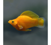 Моллинезия оранжевый баллон (Poecilia sphenops orange Molly balloon)