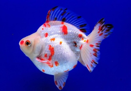 Риукин сакура короткохвостый (Goldfish Ryu1