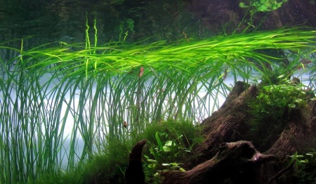 Валлиснерия карликовая (vallisneria nana)