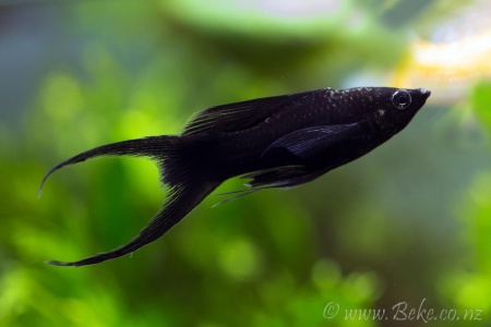 Моллинезия черная лирохвостая (Poecilia sphenops Black lyretail Molly)