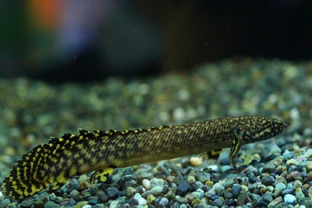 Полиптерус Орнатипиннис (Polypterus ornatipinnis) 15-16 см