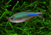 Боелка фредкоха или тетра голубая (Boehlkea fredcochui. Blue Tetra)