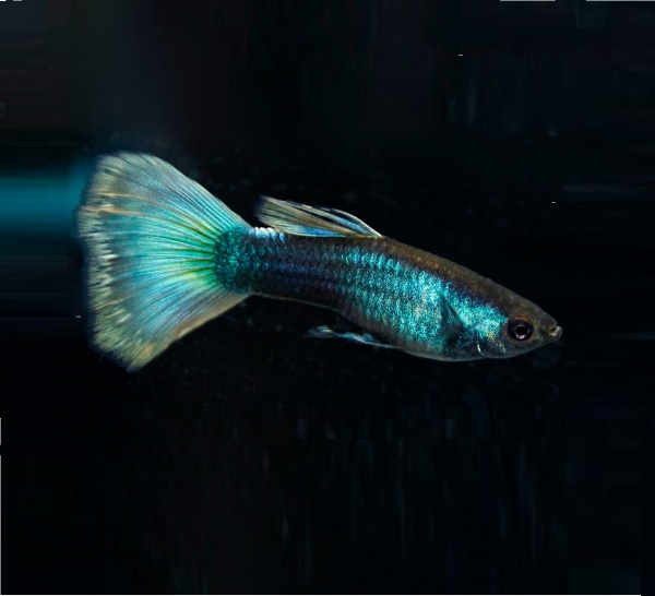 Гуппи синий неон (Poecilia reticulata neon blue)