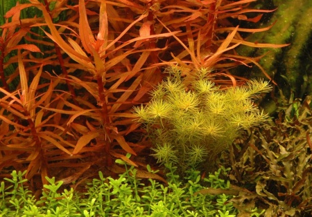Аммания Изящная меристемная (Ammannia gracilis)