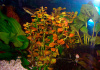 Людвигия овальная (Ludwigia ovalis)