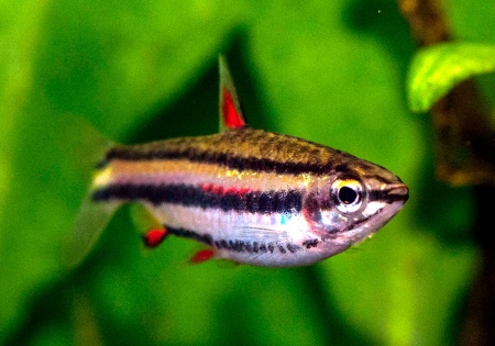 Нанностомус Маргинатус карликовый (Nannostomus marginatus)