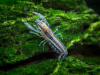 Рак карликовый голубой  (Cambarellus diminutus), 1, 2 -1,5см