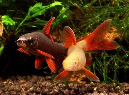 Лабео альбинос (Labeo frenatus albino)
