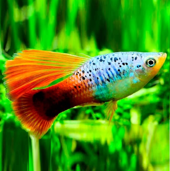 Пецилия гавайская пестрая краснохвостая высокоплавничная  (Xiphophorus variatus Hawaii Red Tail Hi-fin Platy)