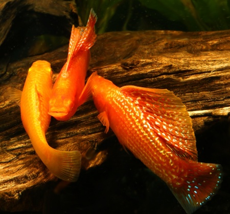 Моллинезия оранжево красная парусная  (Poecilia velifera Red Sunset Sailfin Molly)