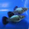 Пецилия голубая чернохвостая (Xiphophorus maculatus blue blacktail)