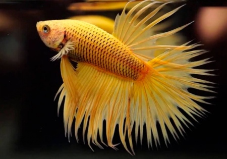 Петушок Коронохвостый ананасовый самец (Betta-splendens-crown-tail-Pineapple)