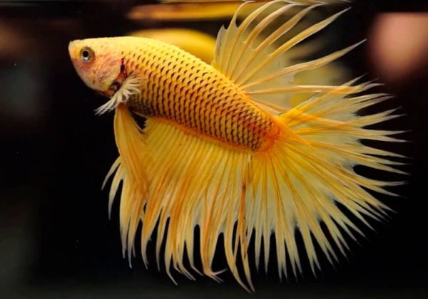 Петушок Коронохвостый ананасовый самец (Betta-splendens-crown-tail-Pineapple)