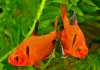 Тетра Серпас  Минор (Hyphessobrycon Callistus)