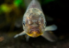 Оранда голубая (Goldfish Oranda blue)