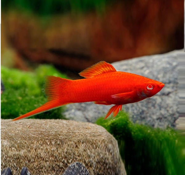 Меченосец красный рубин (Xiphophorus helleri red rubin)