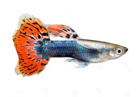 Гуппи Гвоздика (Poecilia Reticulata)