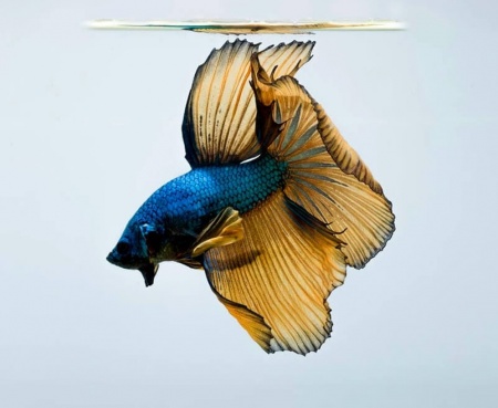 Петушок Халф Мун горчичный газ самец (Betta splendens Halfmoon Mustard Gas)