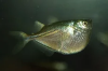 Клинобрюшка обыкновенная (Gasteropelecus sternicla)