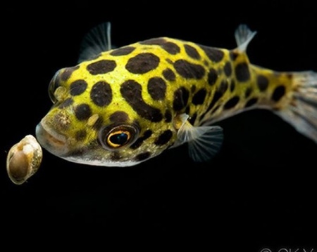 Тетрадон зеленый (Tetraodon fluviatilis)